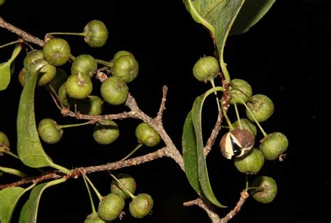 紫黃屬|紫黃 Margaritaria indica (Daiz.) Airy Shaw 